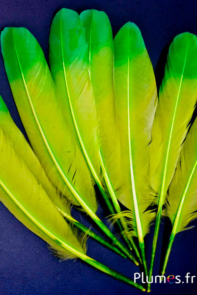 Cygne Soie - 25-30 cm - lime-vert